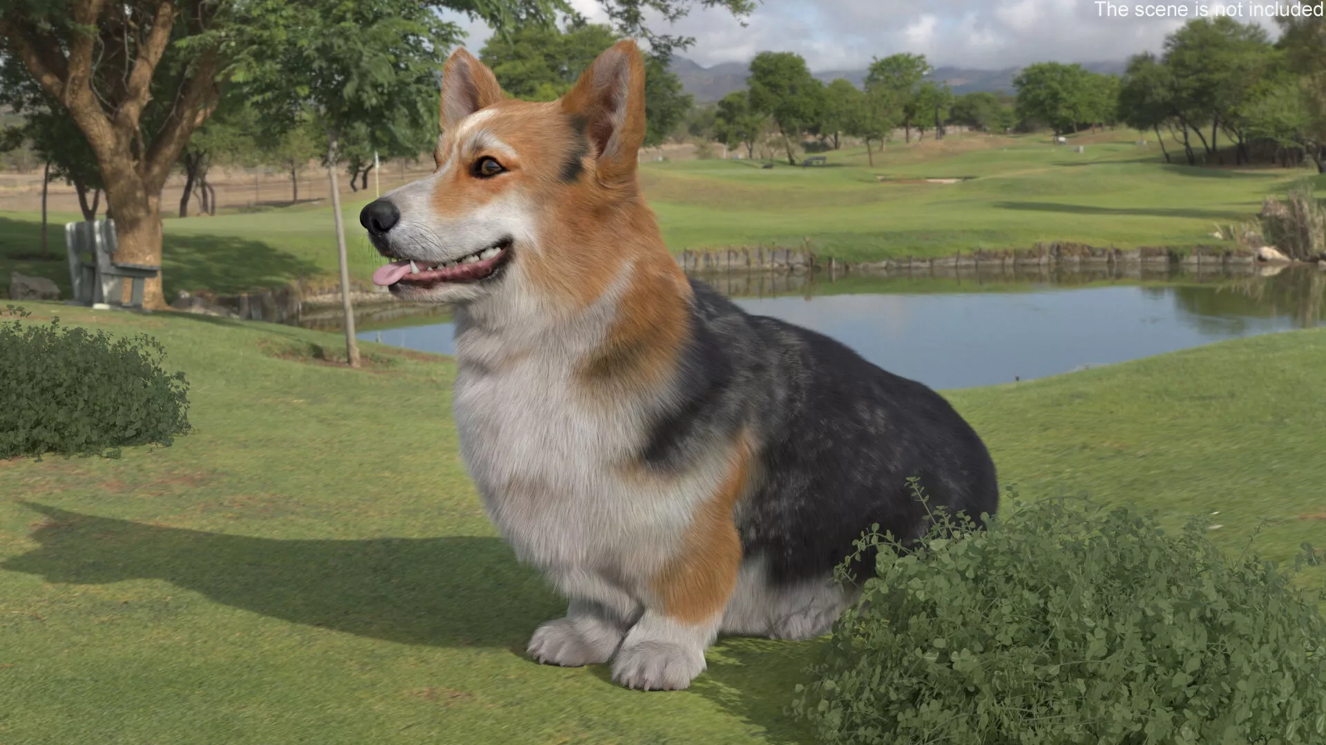 Tricolor Welsh Corgi Pembroke Sitting Pose Fur for Cinema 4D 3D model