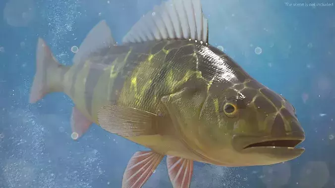 Yellow Perch Fish Rigged 3D model 6