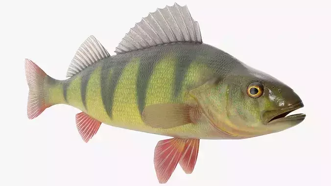 Yellow Perch Fish Rigged 3D model
