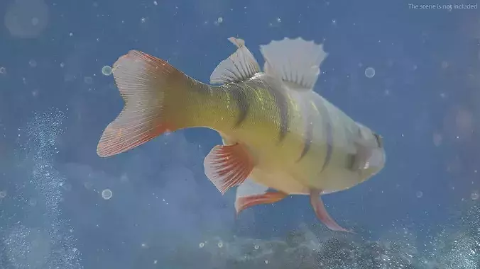 Yellow Perch Fish Rigged 3D model 5