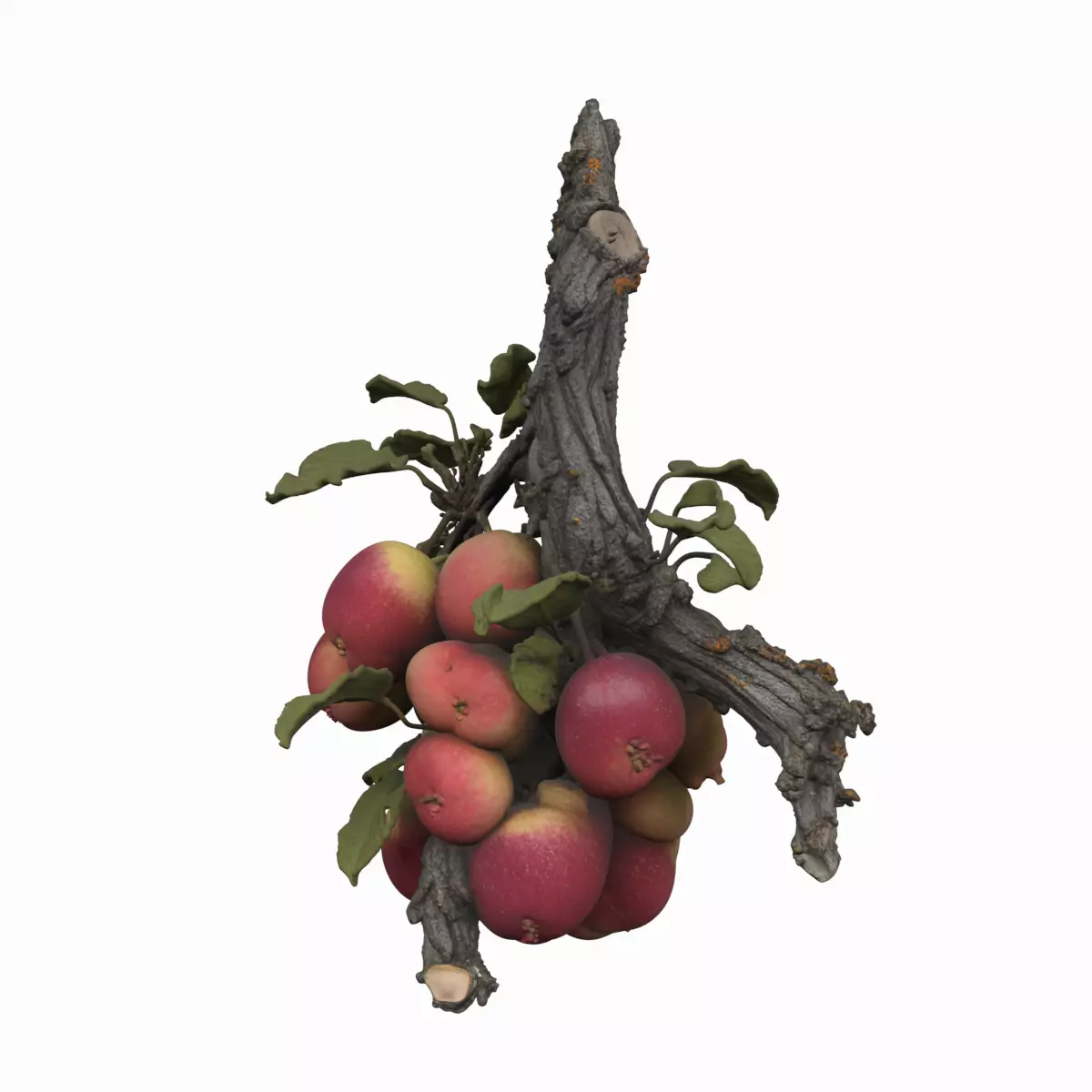 3D Model Gnarled Apple Tree Branch with Red Apples 3D model