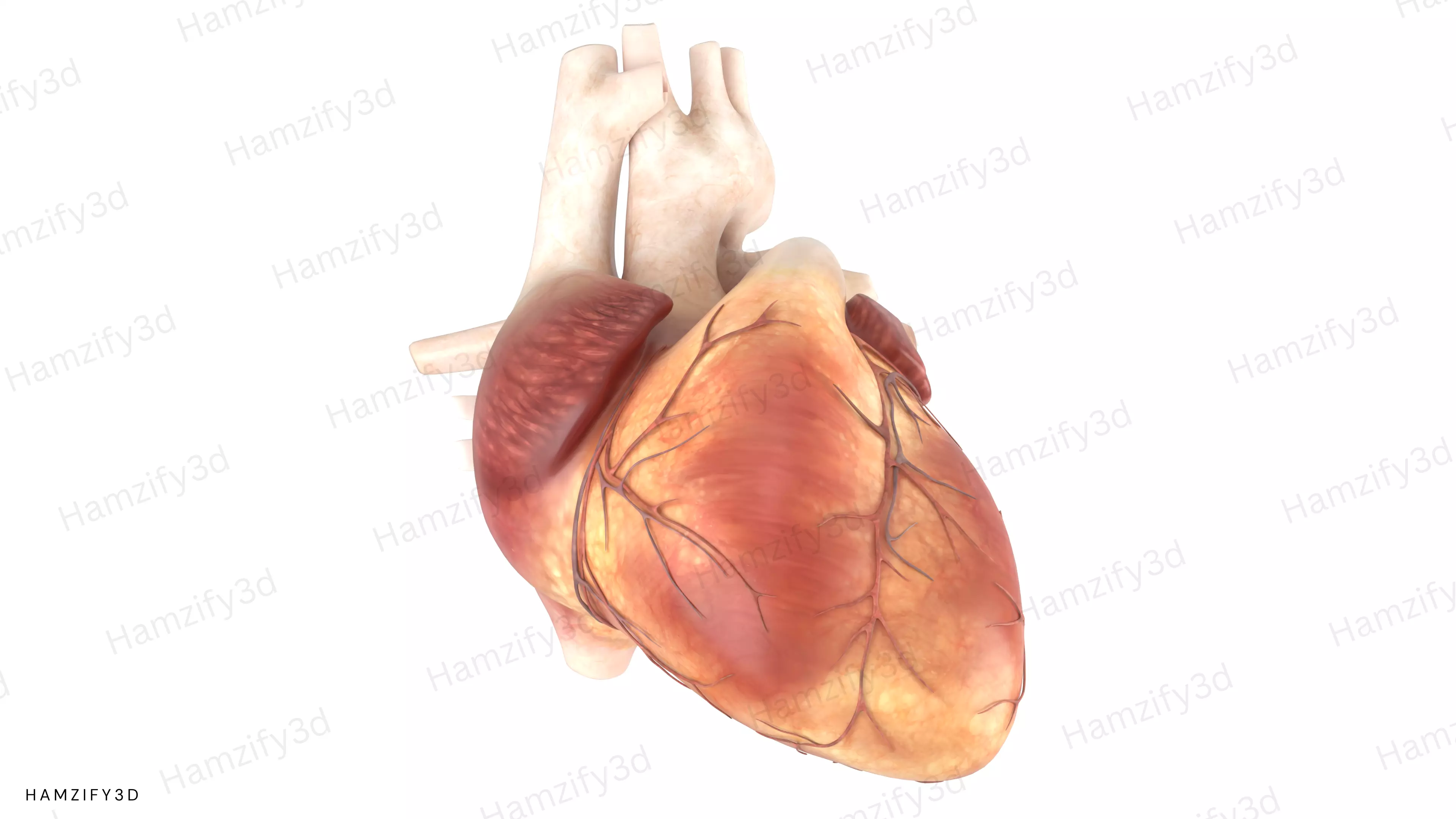 Human Heart Anatomy 3D Models Low-poly 3D model
