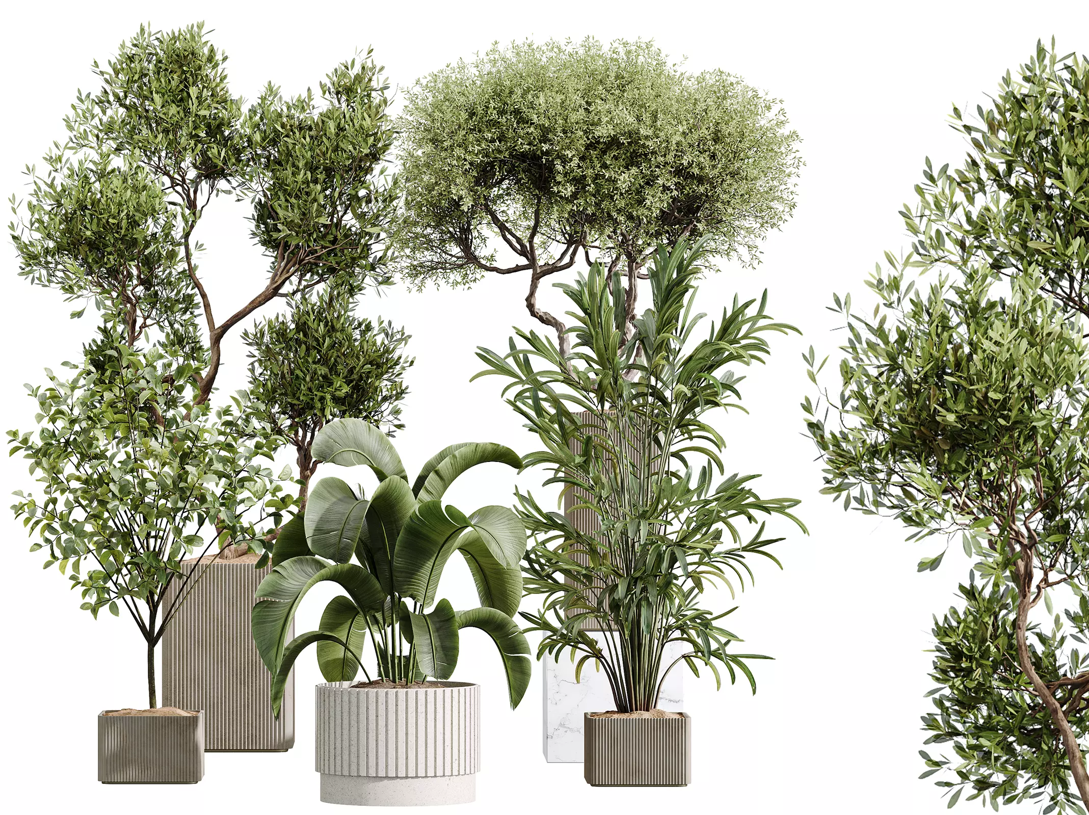 AV Indoor Plants Set 448 Palm Banana Olive 3D model