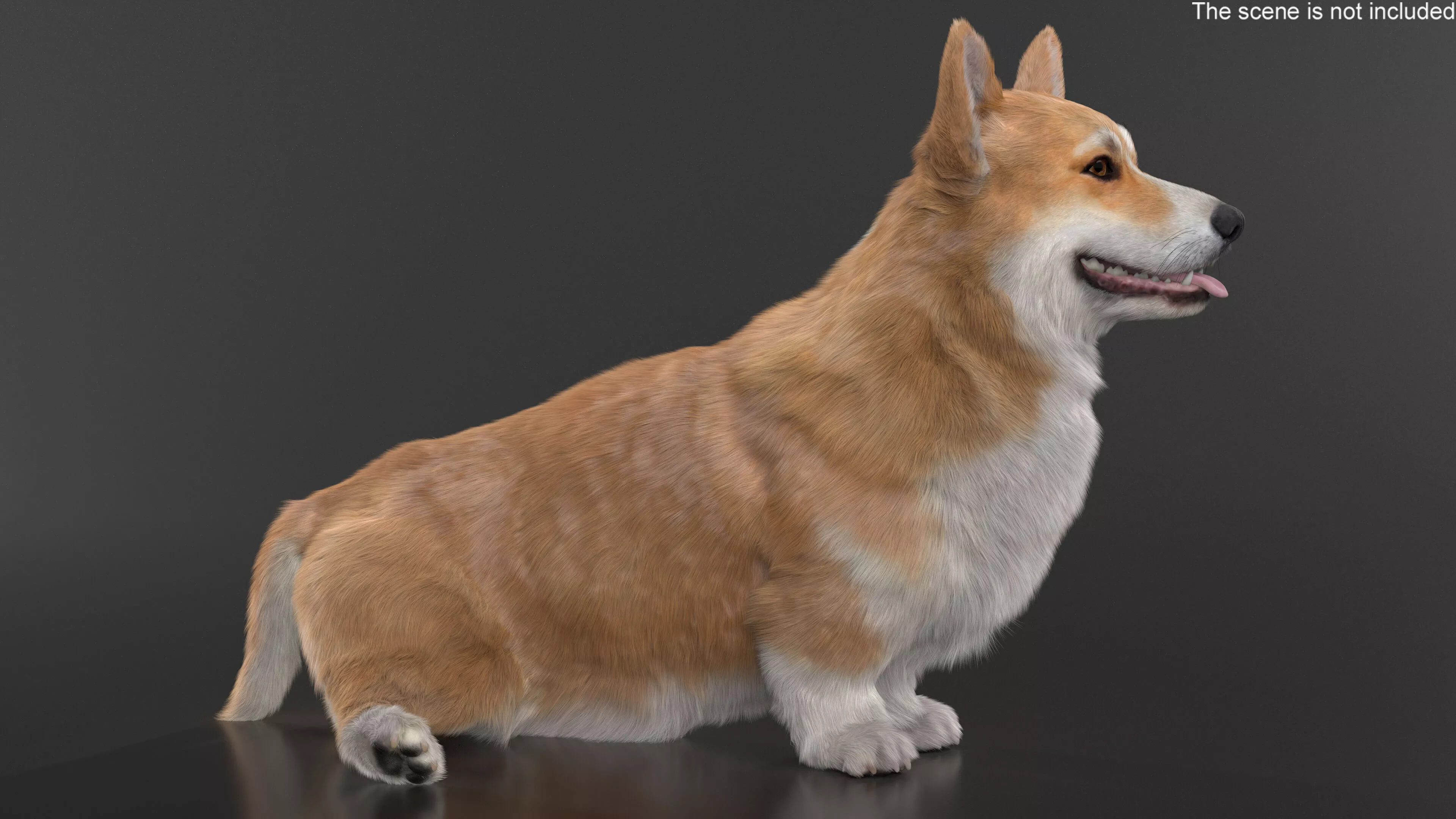 Pembroke Welsh Corgi Dog Sitting Pose Fur for Maya 3D model