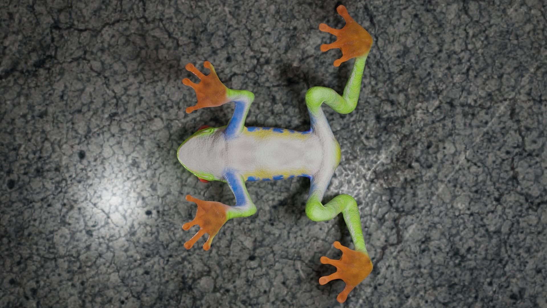 Red eye Tree Frog 3D model_4