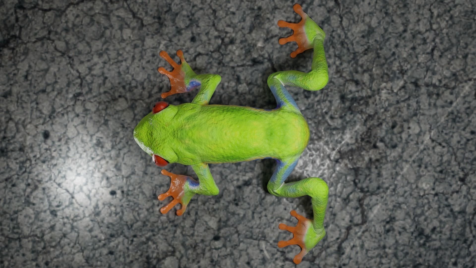 Red eye Tree Frog 3D model_3