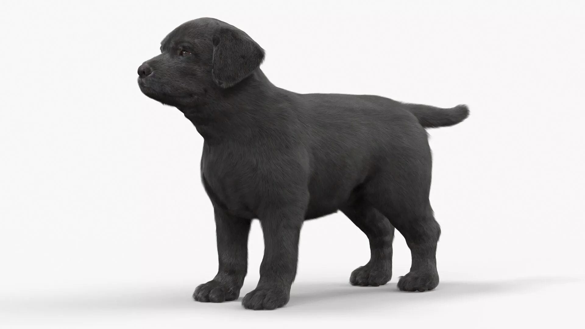 Labrador Retriever Puppy Black Fur 3D model