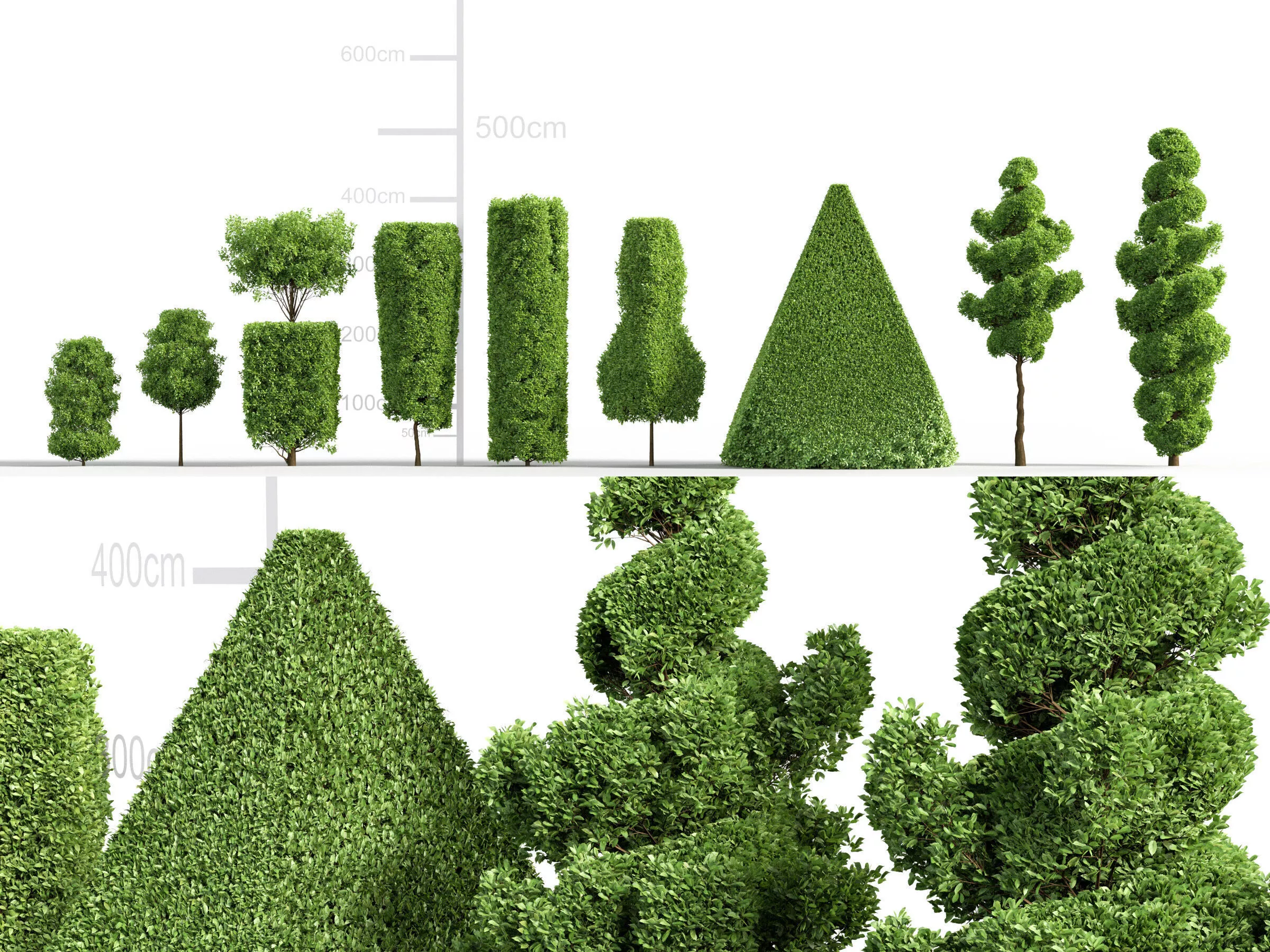 European Hornbeam - Carpinus betulus 3D model
