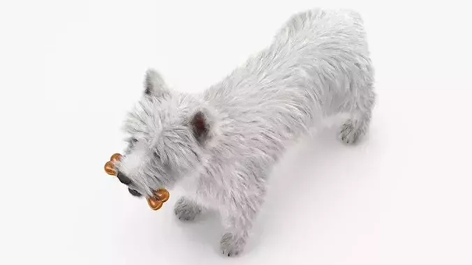 West Highland White Terrier with Bone Fur 3D model 5
