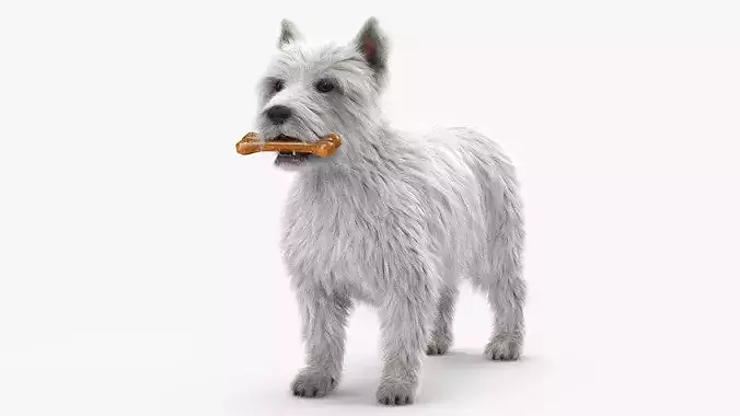 West Highland White Terrier with Bone Fur 3D model