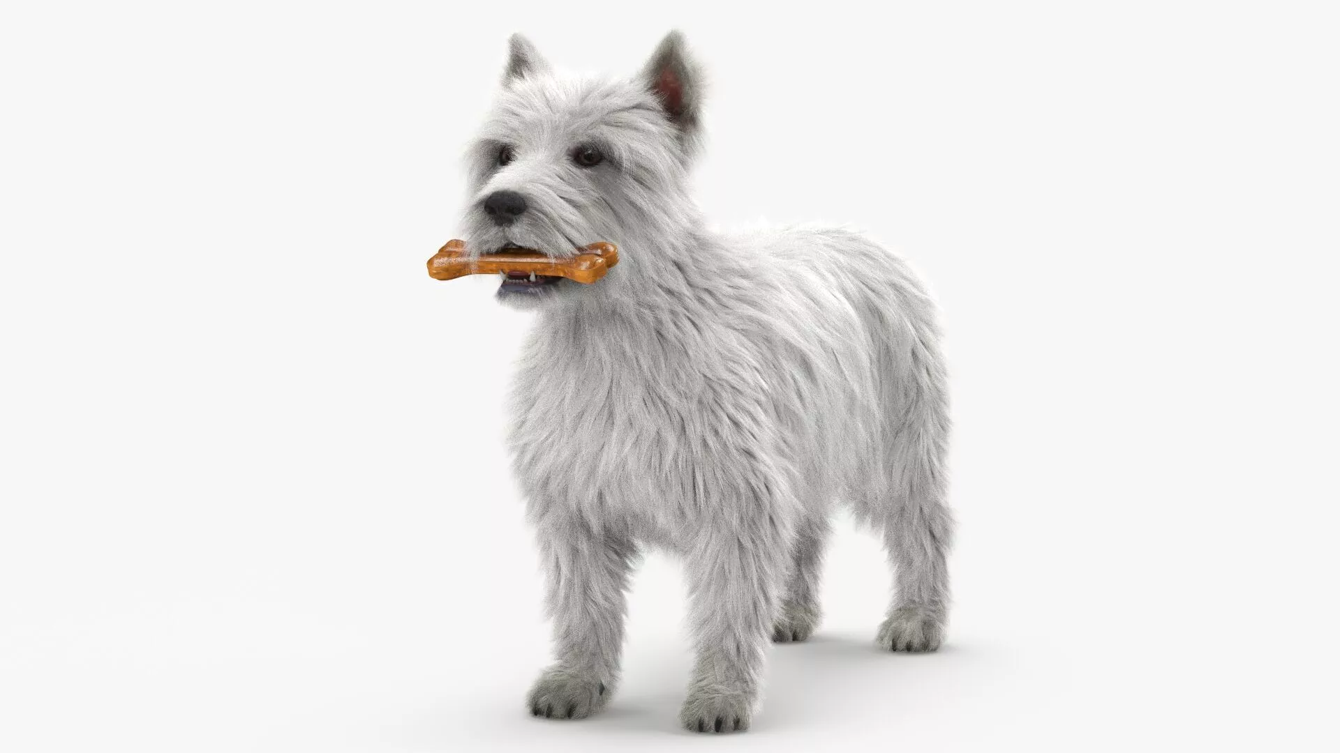 West Highland White Terrier with Bone Fur 3D model