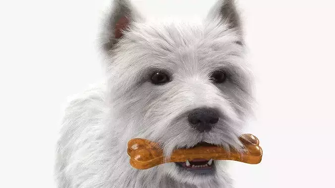 West Highland White Terrier with Bone Fur 3D model 6