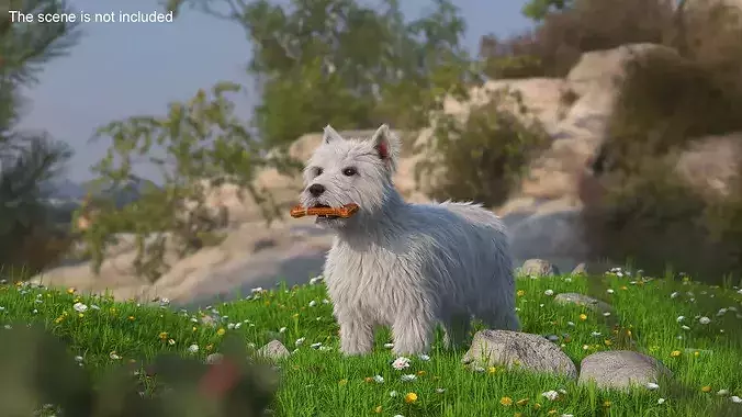 West Highland White Terrier with Bone Fur 3D model 3