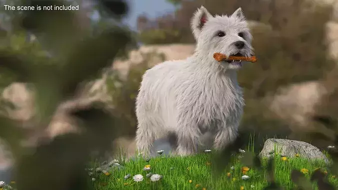 West Highland White Terrier with Bone Fur 3D model 2