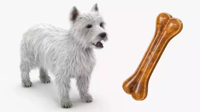 West Highland White Terrier with Bone Fur 3D model 7