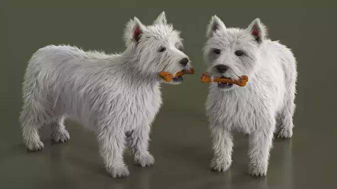 West Highland White Terrier with Bone Fur 3D model 4