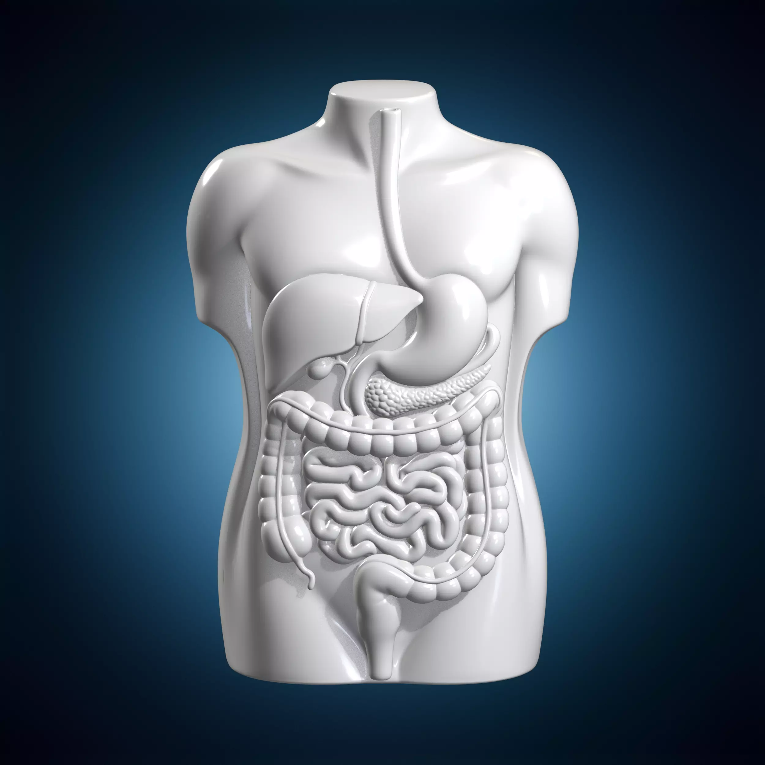 Digestive System Torso Relief Codex 3D print model