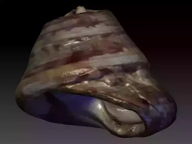 Sea Shell Scan
