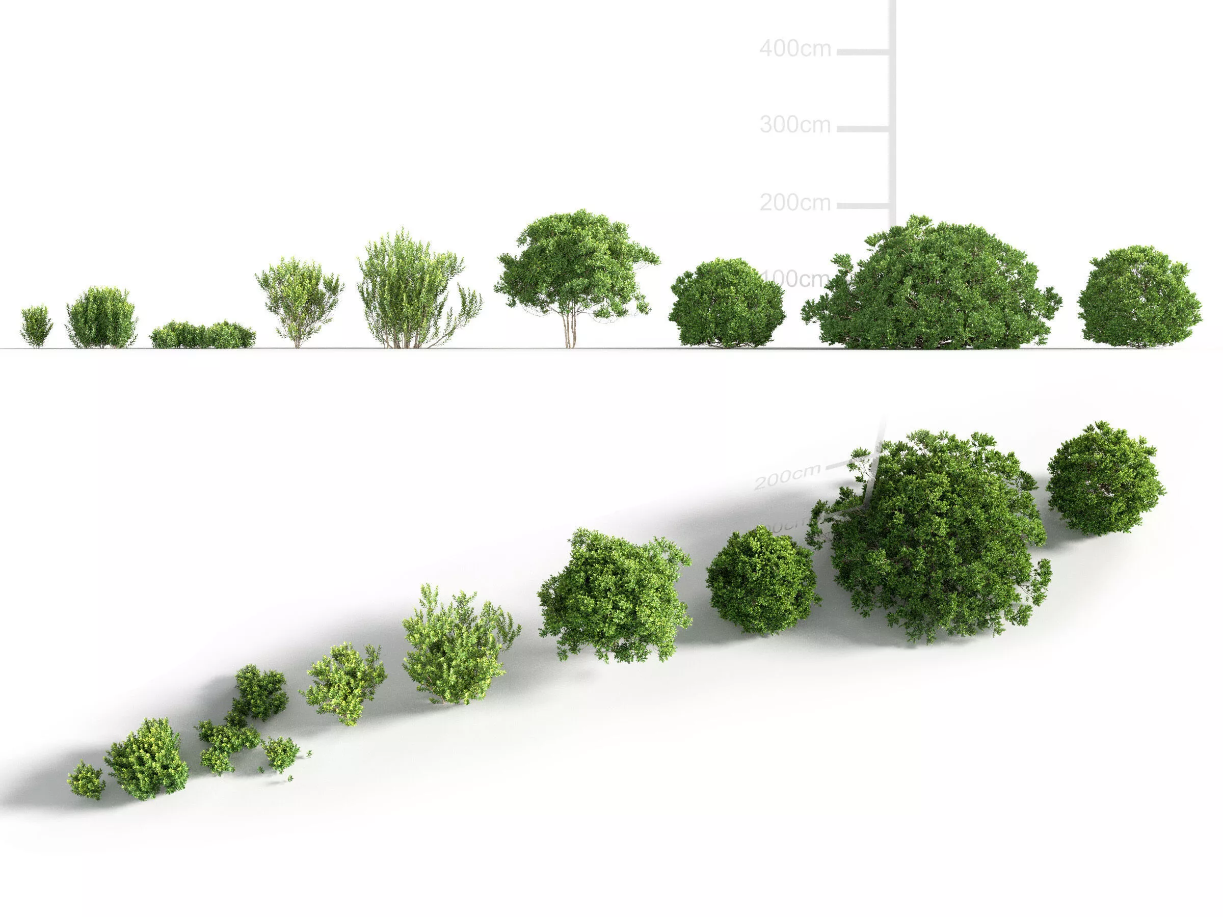 Northern bayberry - Morella pensylvanica 3D model