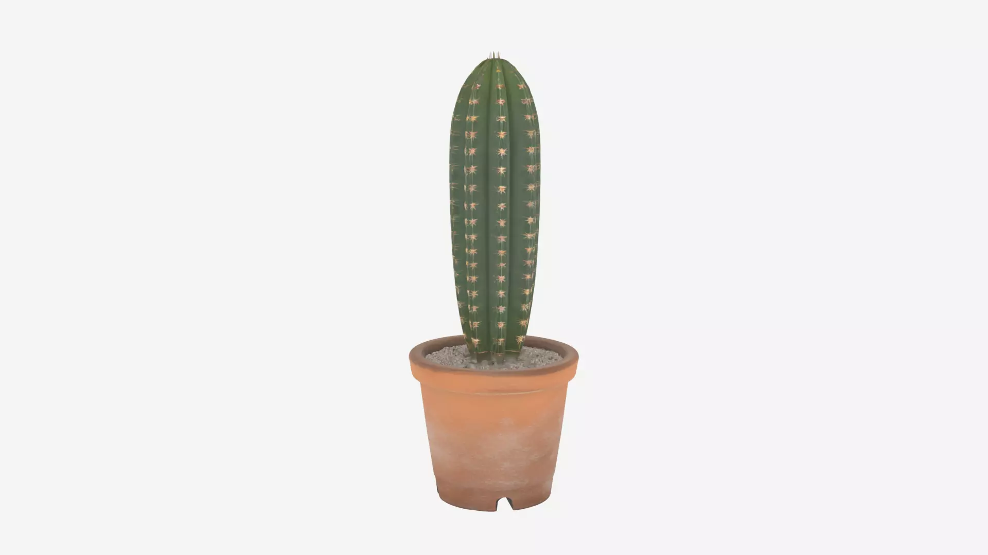 Tall Columnar Ribbed Cactus in Pot 3D Model 3D model