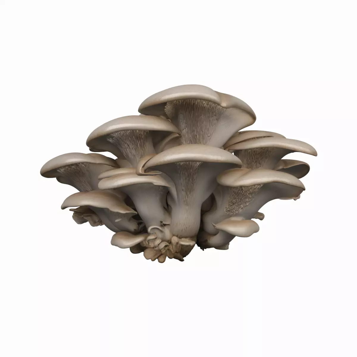 Wild Oyster Mushrooms Cluster on Log 3D Model 3D model
