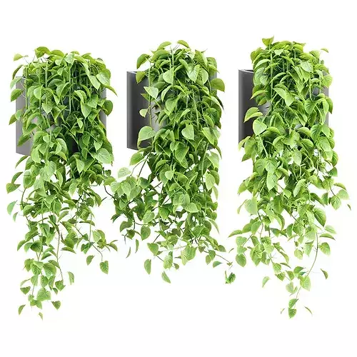 Money Plants 436 
