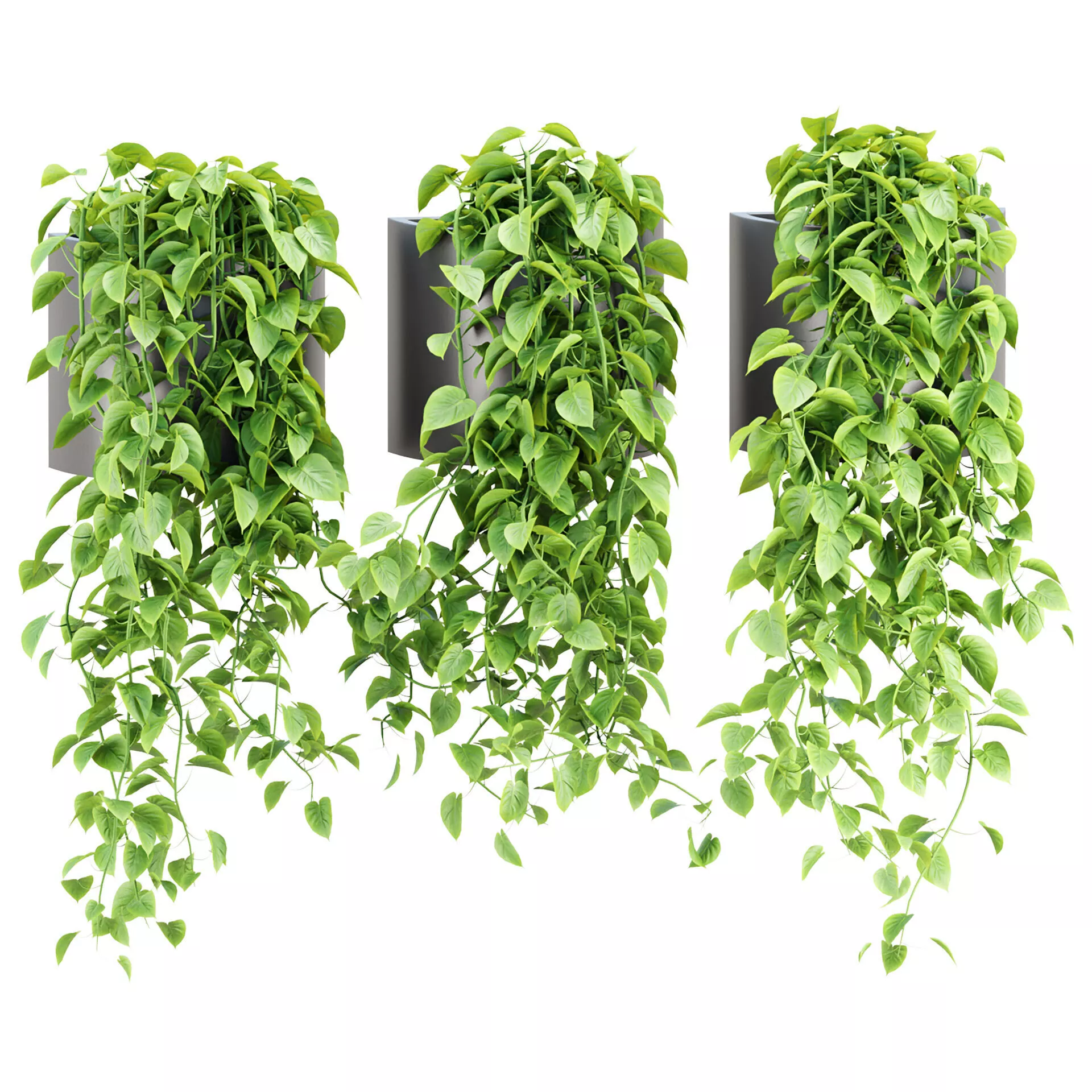 Money Plants 436 3D model