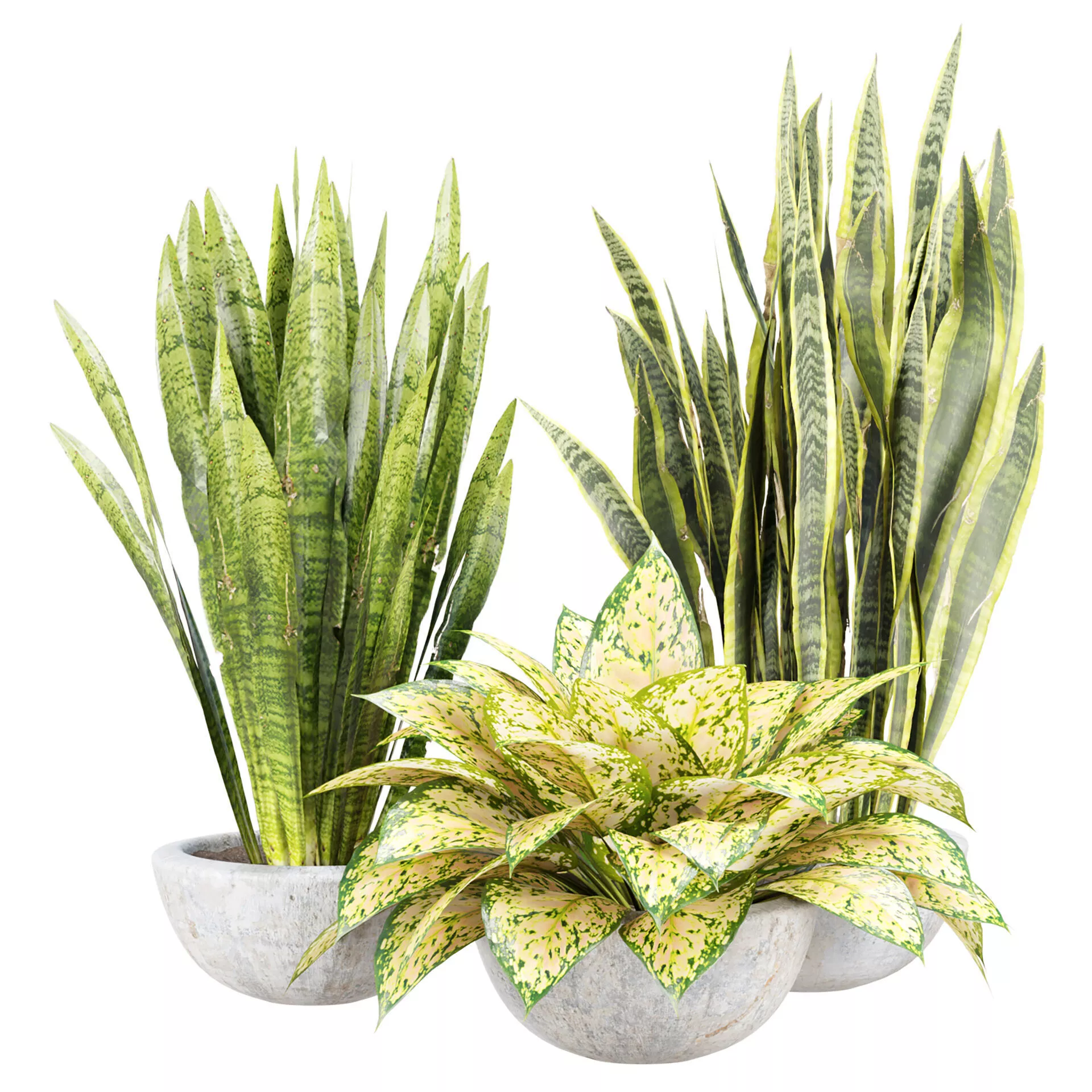Indoor Plants 491 3D model