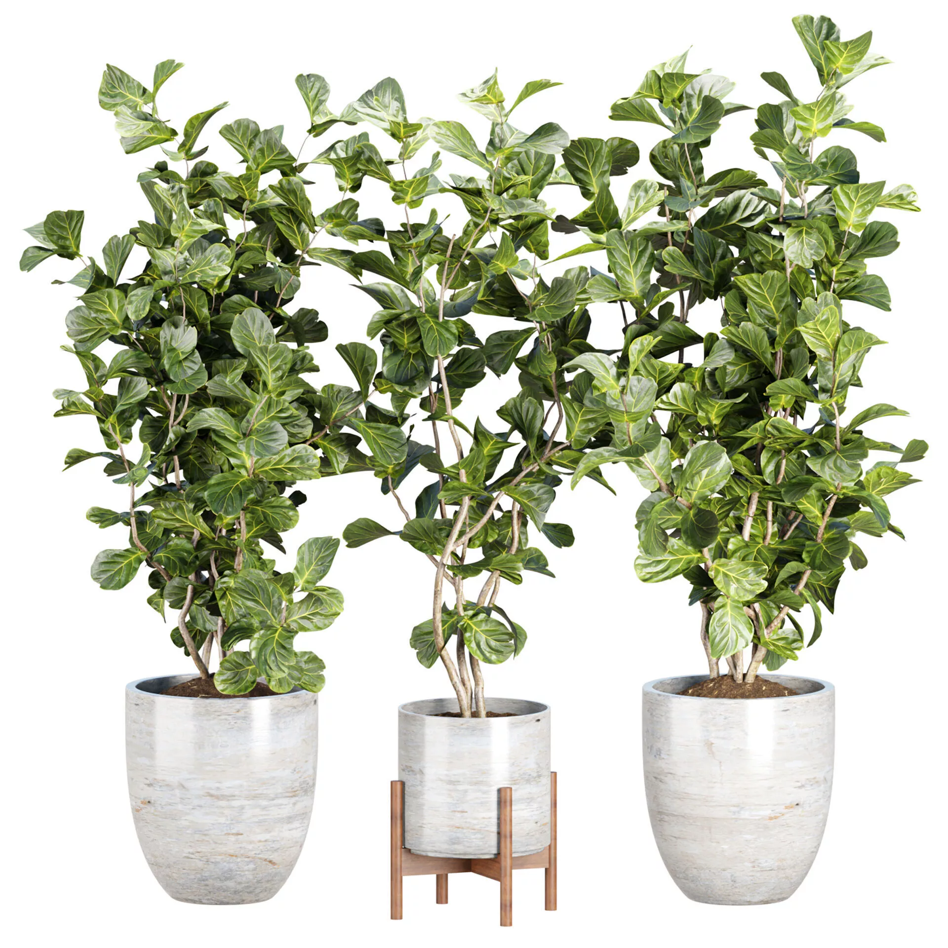 Ficus Lyrata Plant 492 3D model