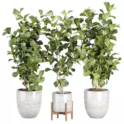 Ficus Lyrata Plant 492 