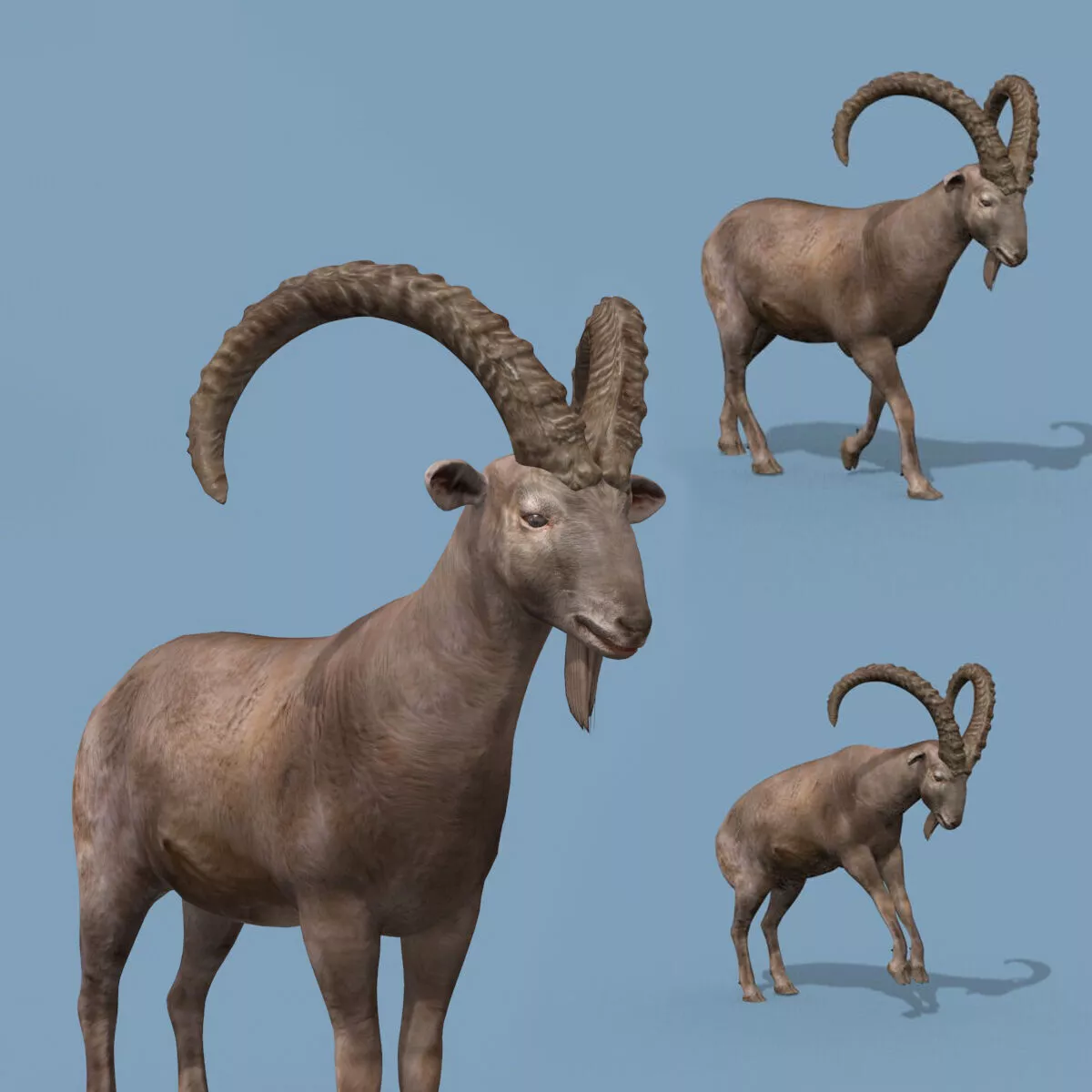 Top IBEX 8K - 3d animated 3D model