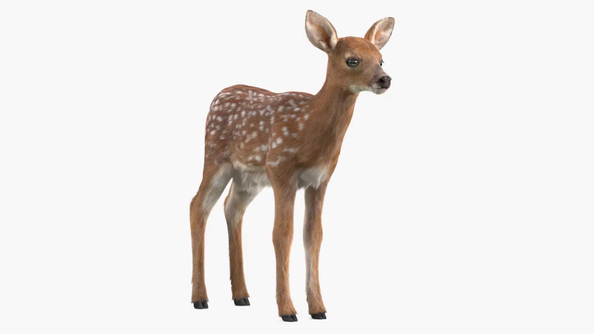 White-Tailed Fawn Deer Fur for Maya 3D model