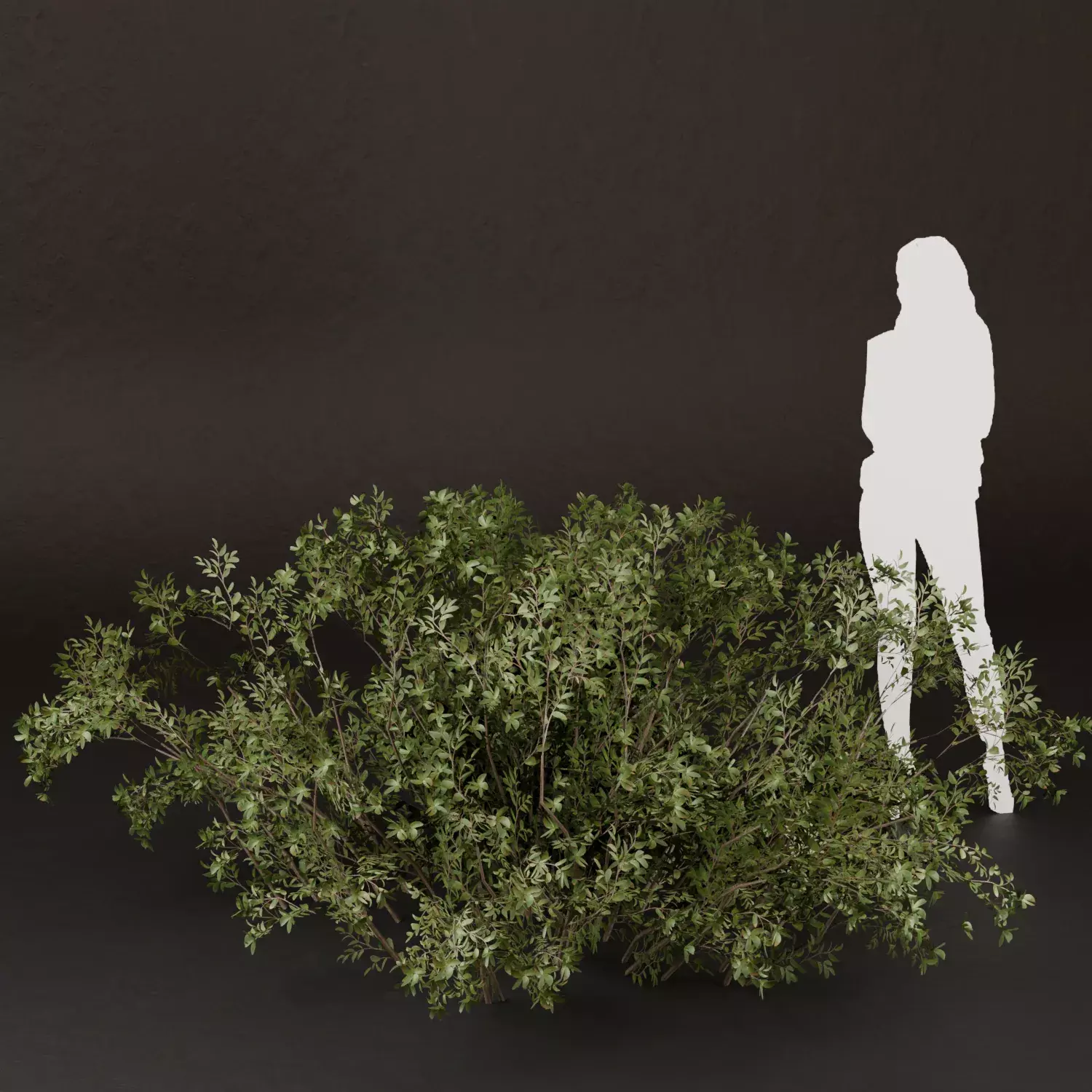 Sj Quiet Hillside Shade Bush Free 3D model