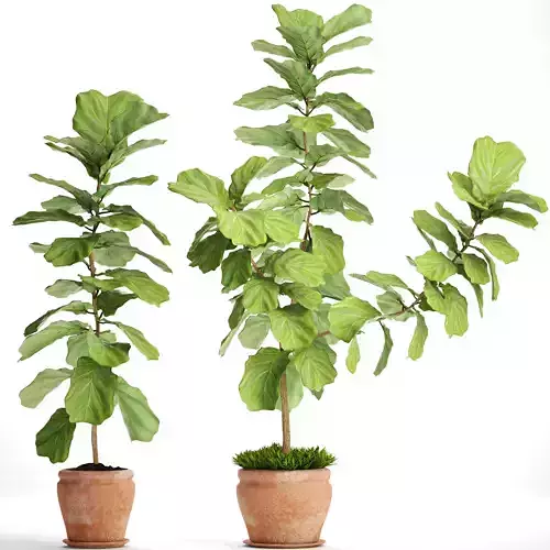 Ficus Lyrata Trees 3D model