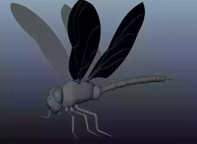 Dragonfly model - no rigging - no texture