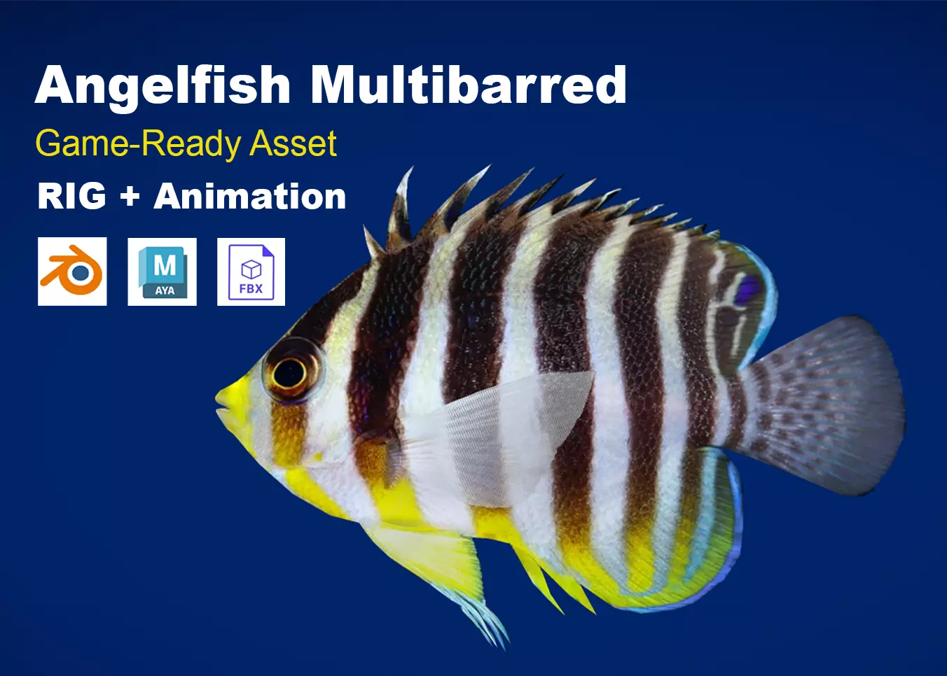 Realistic Angelfish Multibarred Animated Low-poly 3D model