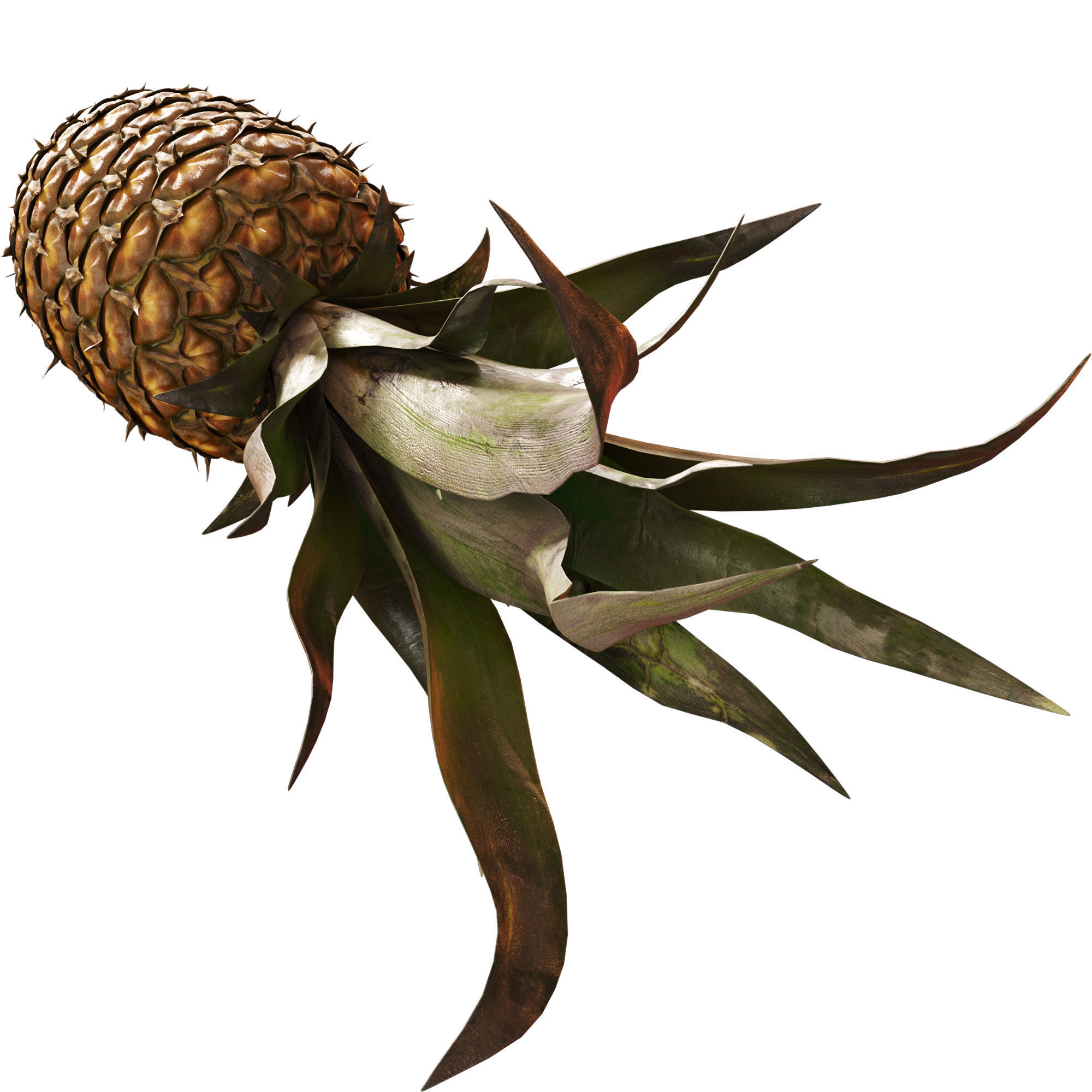 Pineapple 3D model_4