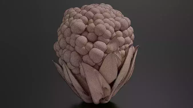 Cauliflower 01 3D print model 7