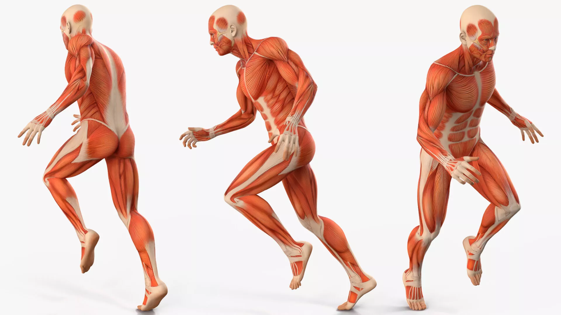 Male Muscular System Anatomy Rigged for Maya 3D model