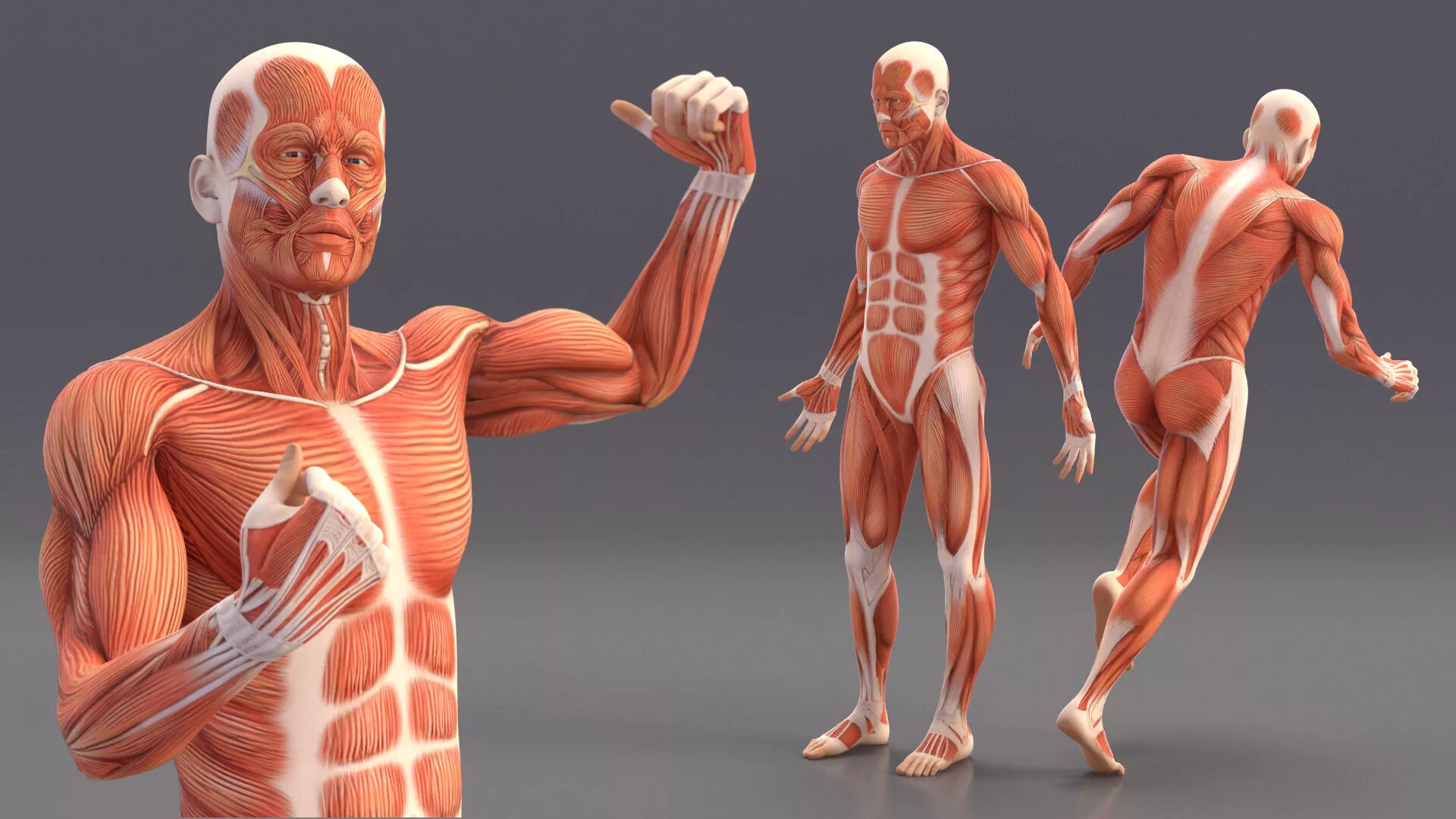 Male Muscular System Anatomy Rigged for Cinema 4D 3D model