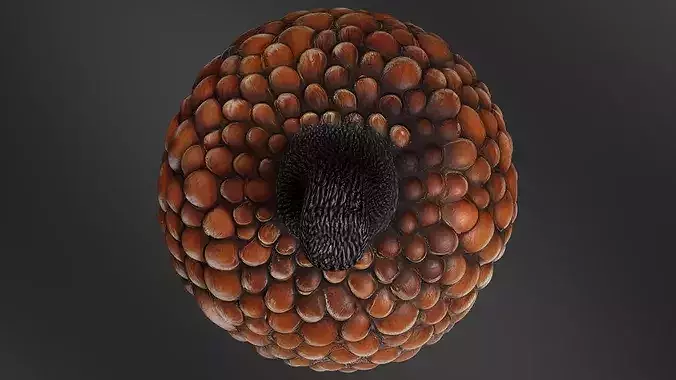chestnut 02 3D print model 6