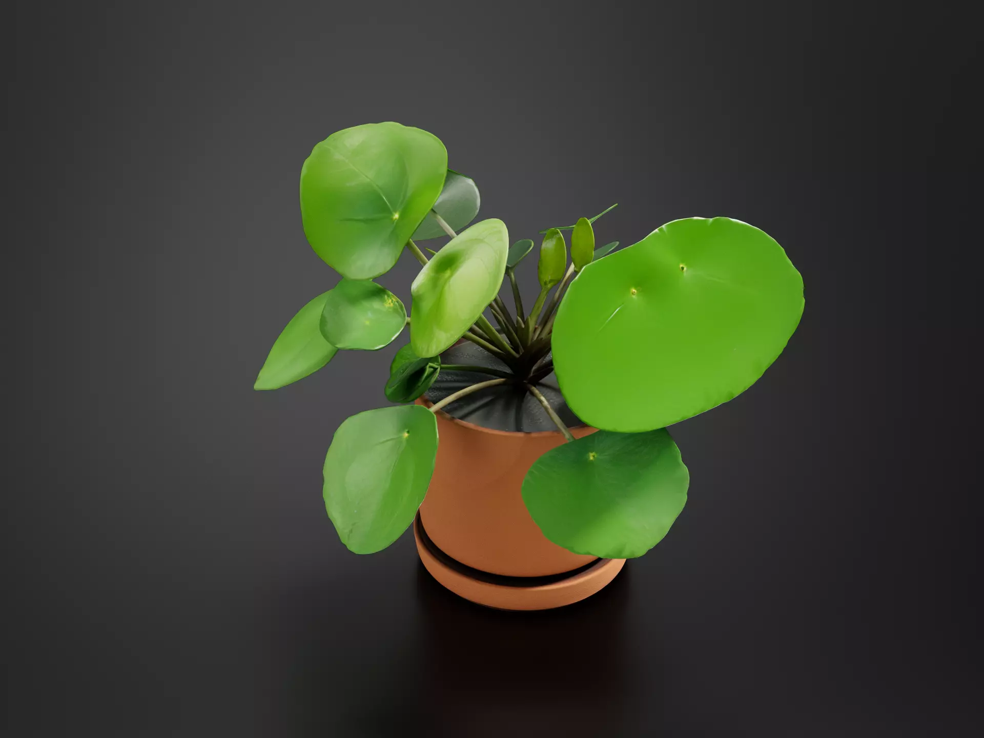 Chinese Money Plant Pot 3D print model