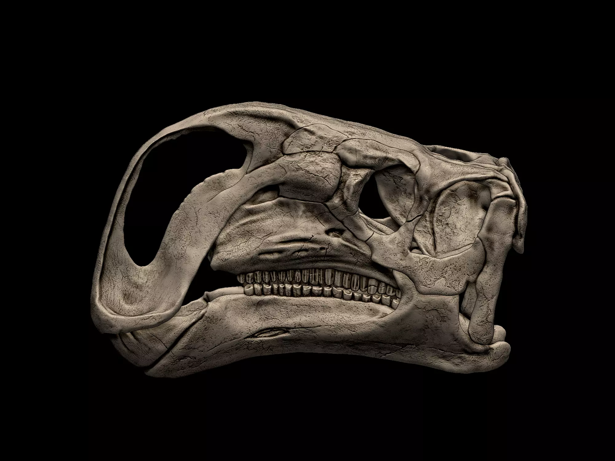 Altirhinus Skull 3D print model