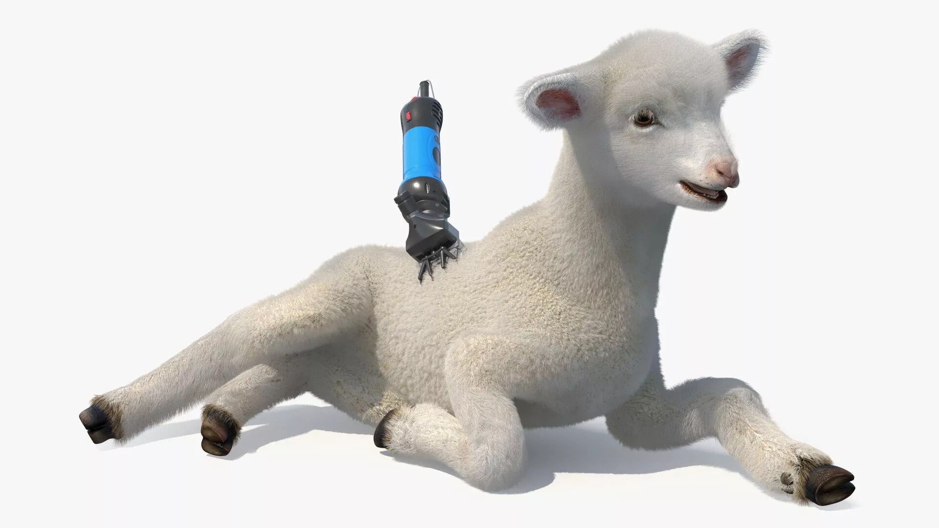 Electric Sheep Shears During Use on Lamb Fur 3D model