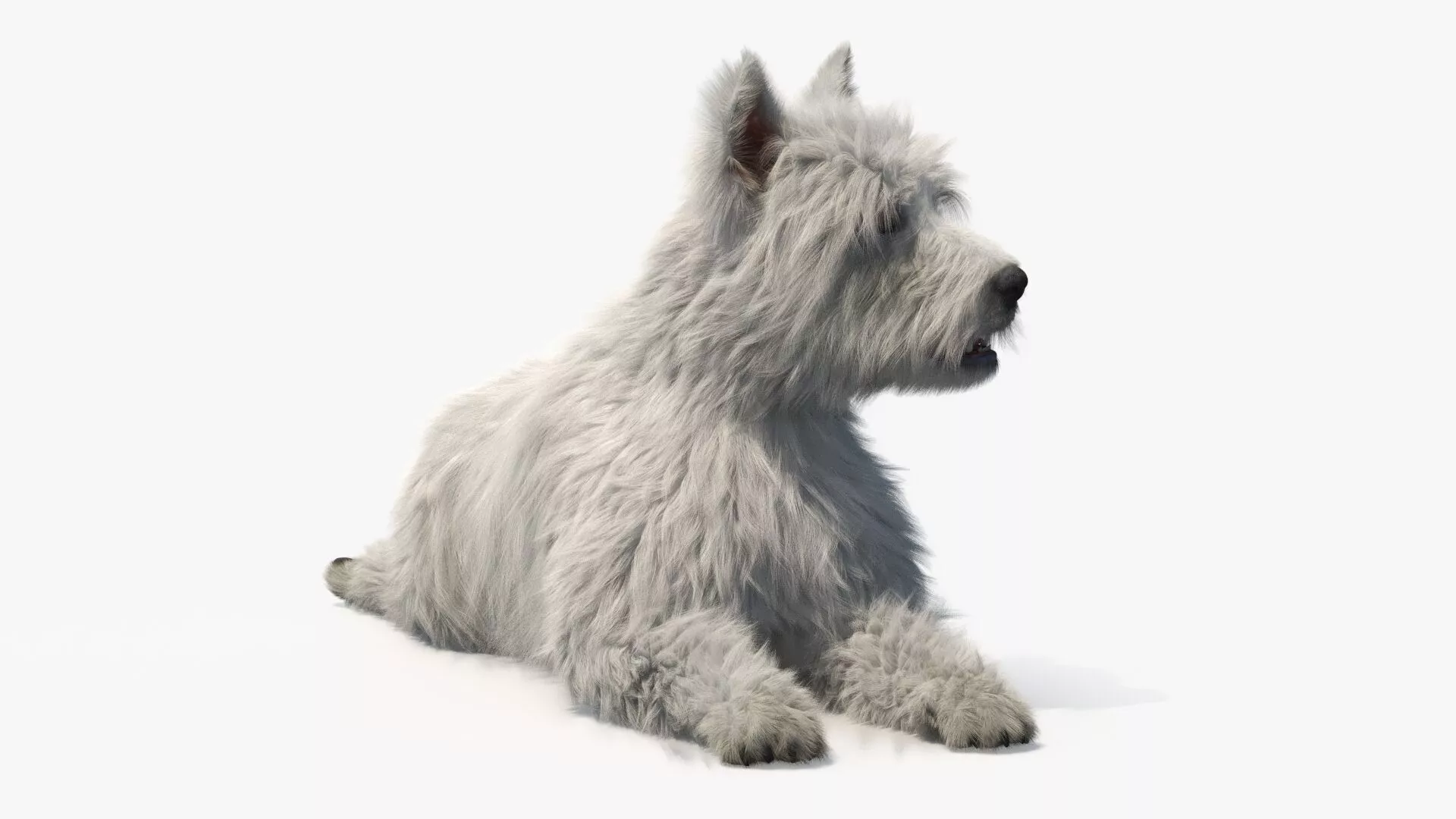 West Highland White Terrier Fur Rigged 3D model