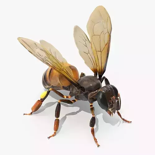 Honey Bee Insect Rigged 3D model 3