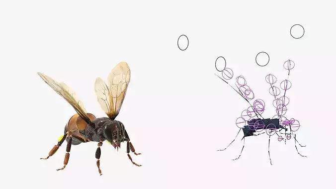 Honey Bee Insect Rigged 3D model 7