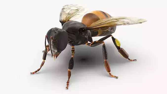 Honey Bee Insect Rigged 3D model 2