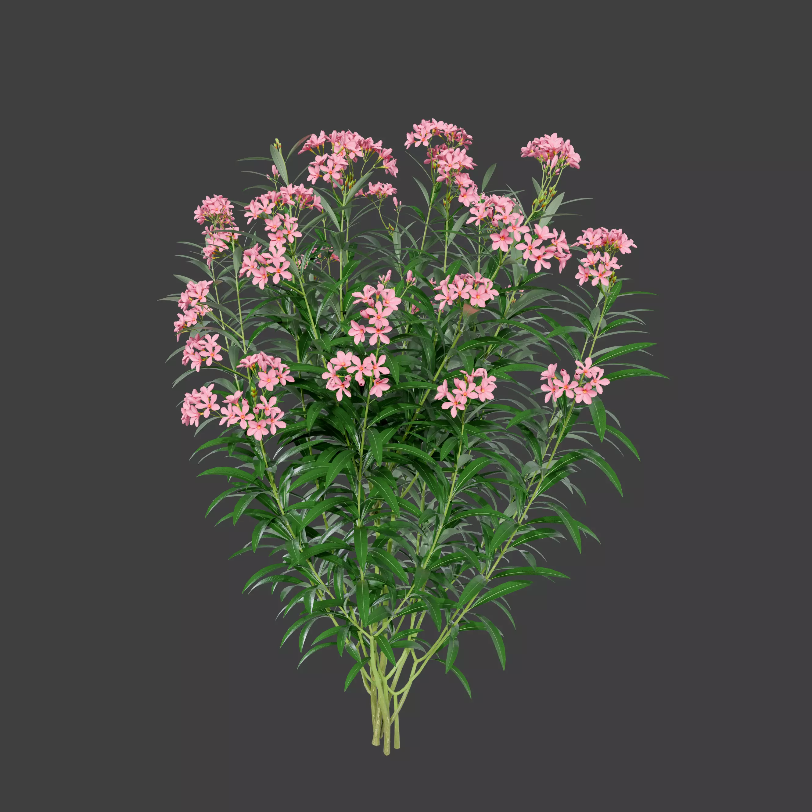 Oleander Plant 3D model