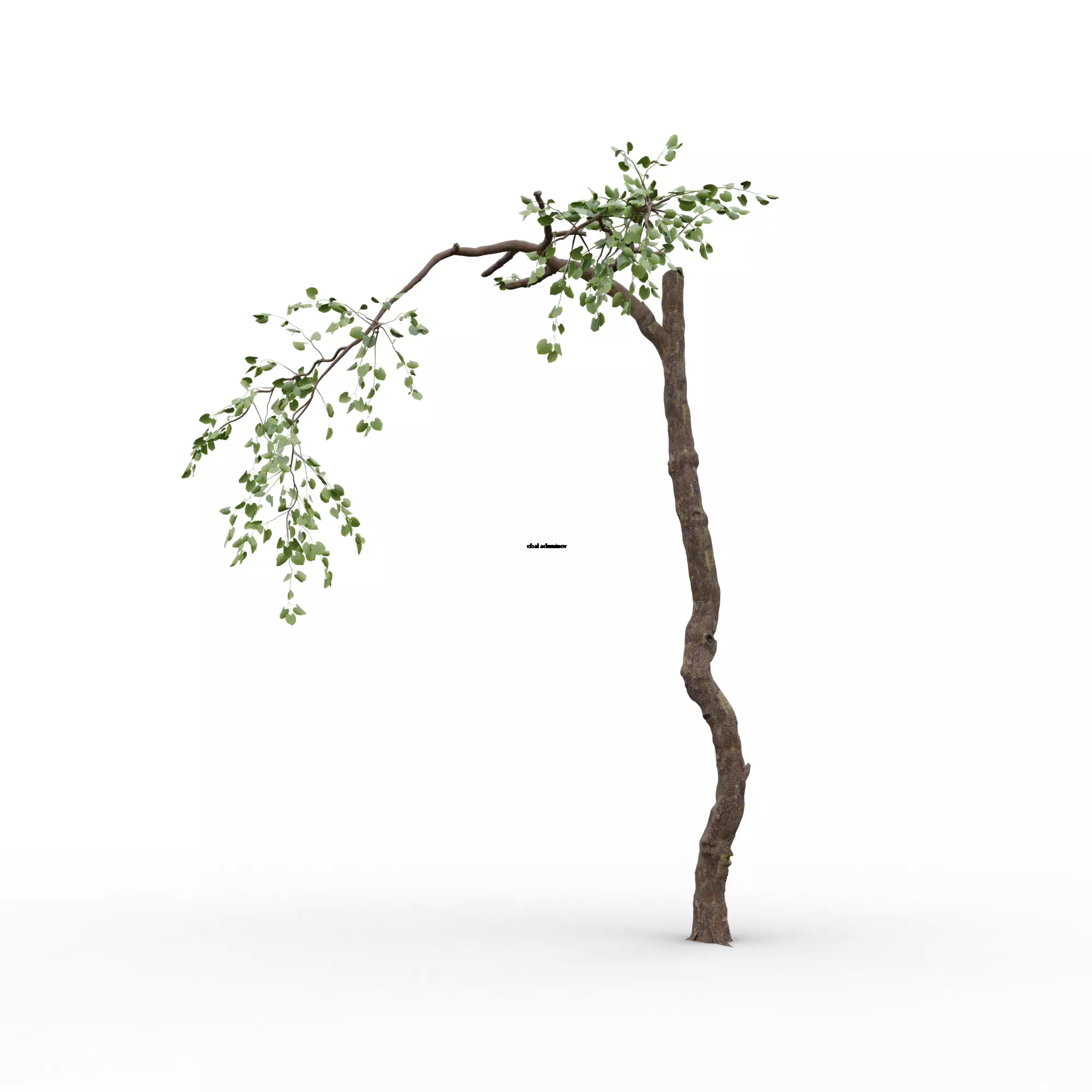 Old Tree V3 Free 3D model